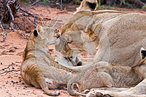 Lion cub play with mother on sand