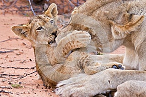 Lion cub play with mother on sand