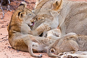 Lion cub play with mother on sand