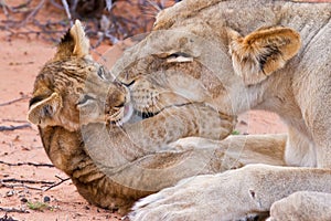 Lion cub play with mother on sand