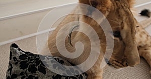 Lion cub playing with cushion