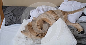 Lion cub playing with cushion