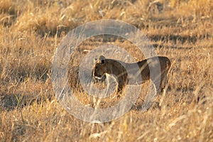 Lion cub playing in grass. photo