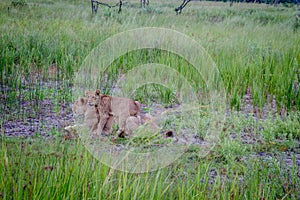 Lion cub playing with his mom.