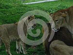 Lion cub playing with male lion and lioness.