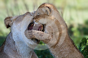 Lion cub playing with mother, Serengeti