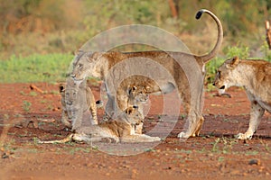 Lion cub playing with mum