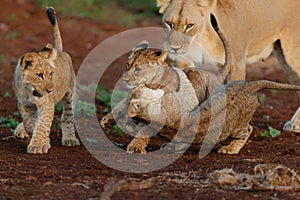 Lion cub playing with mum