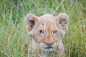 Lion cub playing in the tall grass