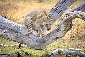 Lion cub playing on a tree branch in Botswana