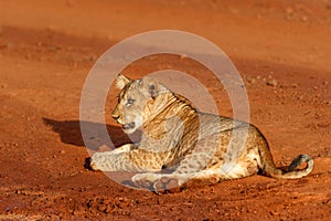 Lion cub playing in Zimanga Game Reserve