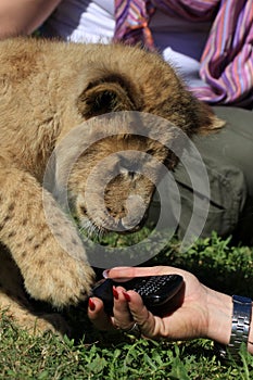 Lion cub plays with tourists mobile phone