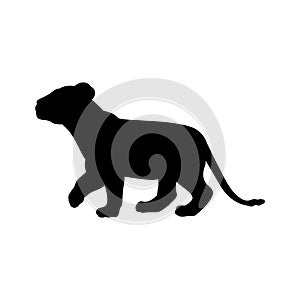 Lion cub predator black silhouette animal