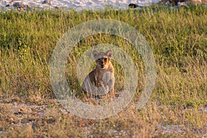 Lion cub relaxing on the savannah of Chobe National Park