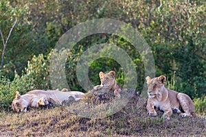 Lion with cub rest