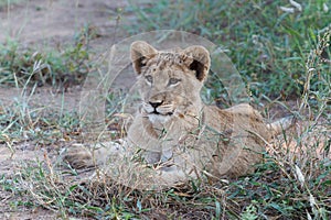 Lion cub resting in the bush
