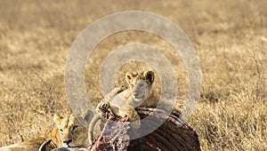 Lion cub, resting on carcass of wildebeest