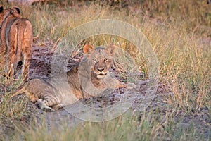 A Lion cub resting on the road.