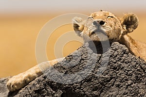 Lion cub resting photo