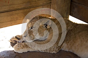 Lion cub resting in a wooden shelter