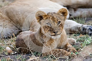 Lion cub rests by his mother.