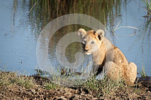 Lion cub on riverbank turns to camera