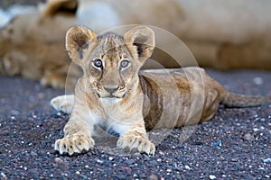 Lion cub in riverbed