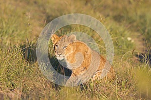 Lion cub on road