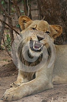 Lion Cub roaring