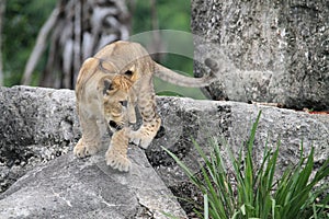 Lion cub on rock