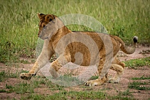 Lion cub runs lifting forepaws on grass