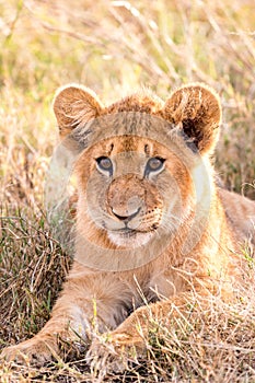 Lion cub in a savannah in Maasai Mara Game Reserve