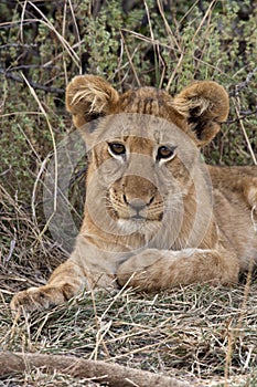Lion cub - Savuti - Botswana