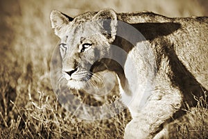 Lion cub in sepia