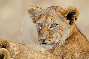 Lion cub, Serengeti