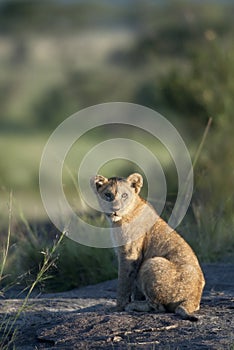 Lion cub at the Serengeti National Park