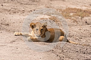 Lion cub