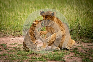 Lion cub sits baring teeth at another