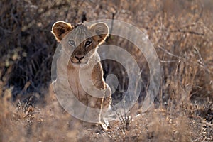 Lion cub sits in grass facing camera