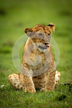 Lion cub sits in grass licking lips