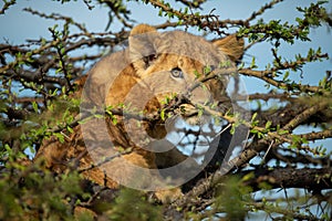 Lion cub sits looking out from thornbush