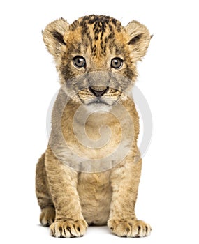 Lion cub sitting, looking at the camera, 4 weeks old