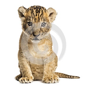 Lion cub sitting, looking at the camera, 4 weeks old