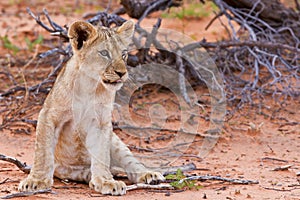 Lion cub sitting on the sand and looking