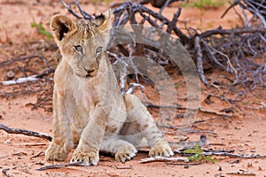 Lion cub sitting on the sand and looking