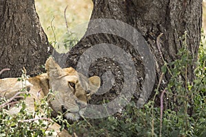 Lion cub sleeping against tree trunk