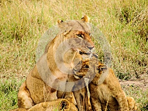 Lion cub snuggling mom