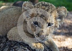 Lion cub at South Africa photo