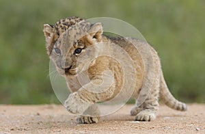 Lion cub, South Africa