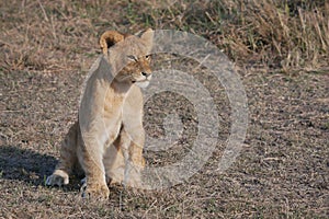 Lion cub squatting on the dusty plains